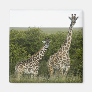 Giraff i Kenya, afrika 2 Magnet