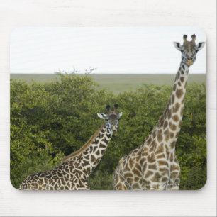 Giraff i Kenya, afrika 2 Musmatta