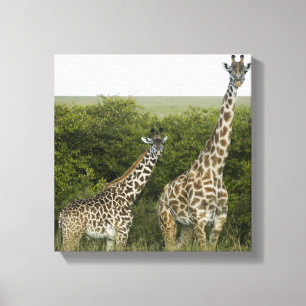 Giraff i Kenya, afrika Canvastryck