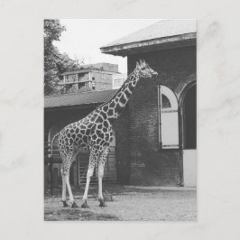 Giraff i London original vykort