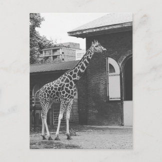 Giraff i London original vykort