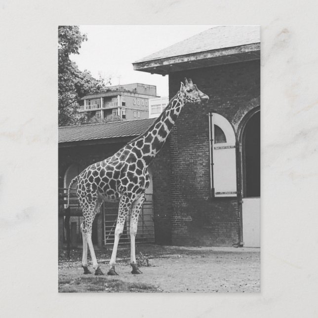 Giraff i London original vykort (Framsida)