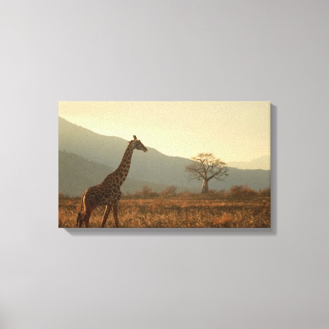 Giraff i savannen canvastryck (Framsida)