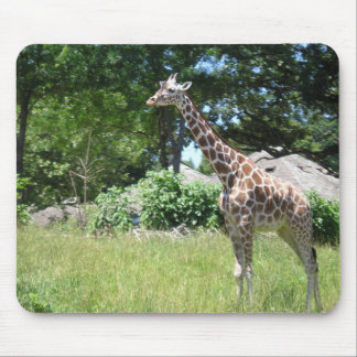 Giraff i vilden musmatta