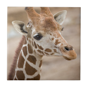 Giraff Kakelplatta