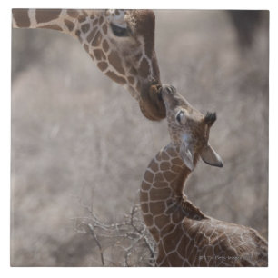Giraff Kenya, afrika Kakelplatta
