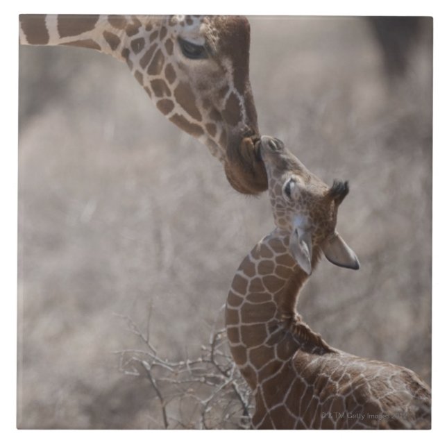 Giraff Kenya, afrika Kakelplatta (Framsidan)