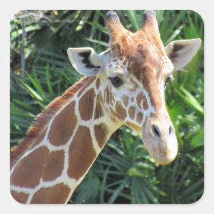 Giraff-klistermärken Fyrkantigt Klistermärke