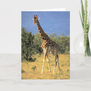Giraff Kort