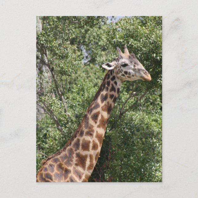 giraff lång hals vykort (Framsida)