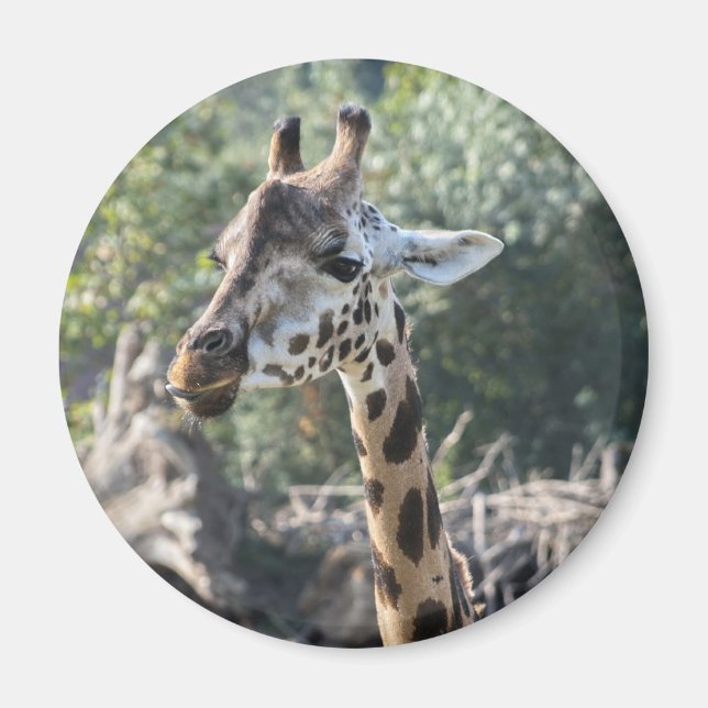 Giraff Magnet (Framsidan)