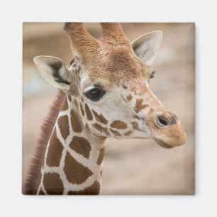 giraff magnet