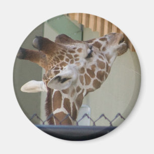 giraff magnet