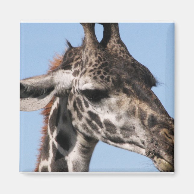 giraff magnet (Framsidan)
