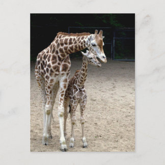 Giraff med barnet vykort