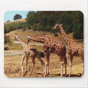 Giraff Musmatta