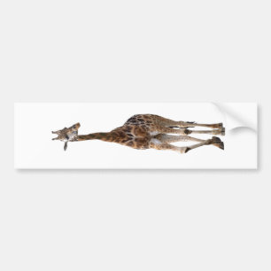 Giraff namngiven bästa bildekal för spets.!