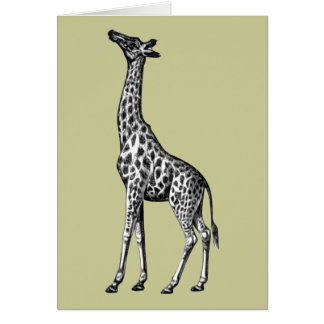 Giraff OBS Kort