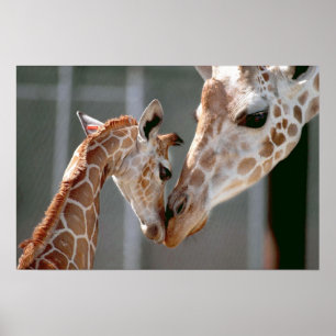 Giraff- och babytryck poster