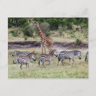 giraff och zebröder vykort