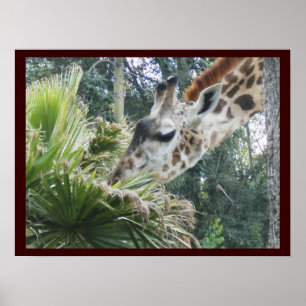 Giraff på lunch poster