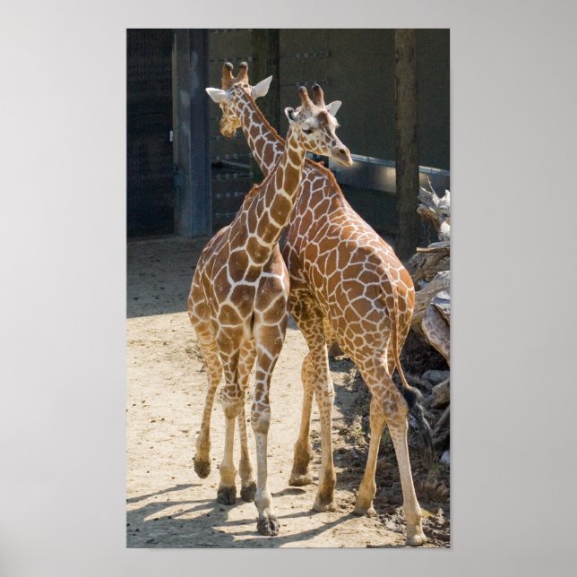 giraff poster (Framsidan)