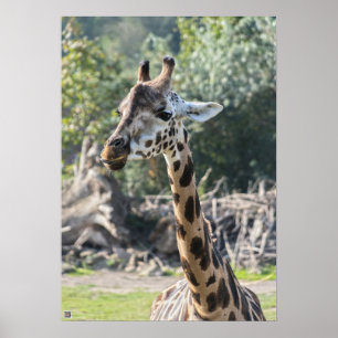 Giraff Poster
