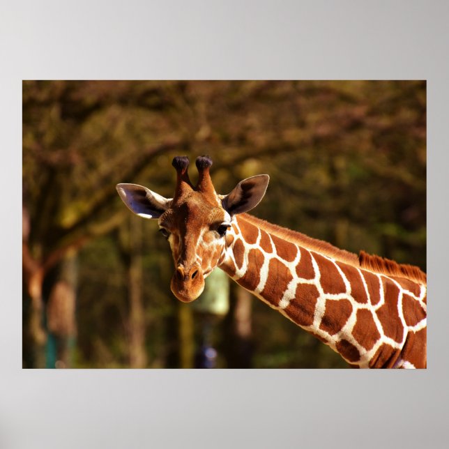 Giraff Poster (Framsidan)