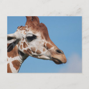 Giraff Profil Vykort