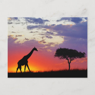 Giraff silhouetted på soluppgången, Giraffa Vykort