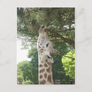 Giraff som äter löv vykort
