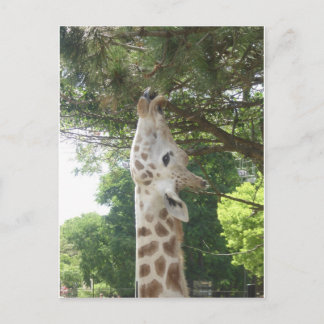 Giraff som äter löv vykort