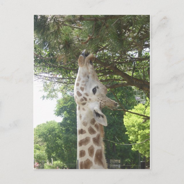 Giraff som äter löv vykort (Framsida)