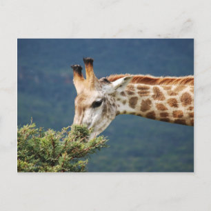 Giraff som äter något löv vykort