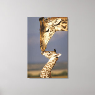 Giraff som kysser baby-giraff canvastryck
