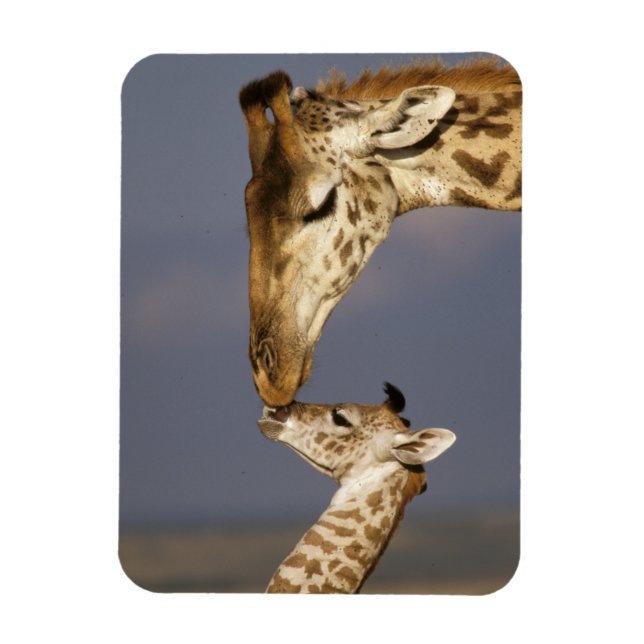 Giraff som kysser baby giraff magnet (Vertikal)