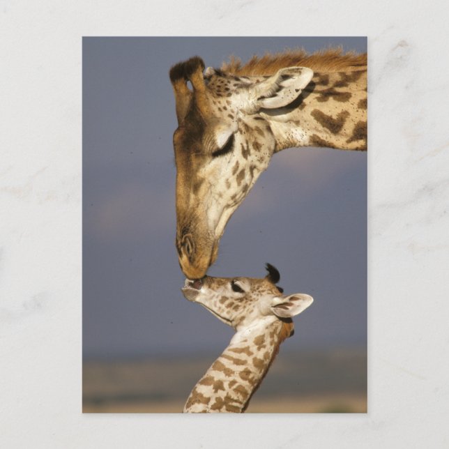 Giraff som kysser baby giraff vykort (Framsida)