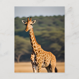 Giraff Står Lång Vykort