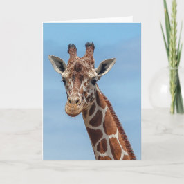 Giraff tittar högert på mig kort