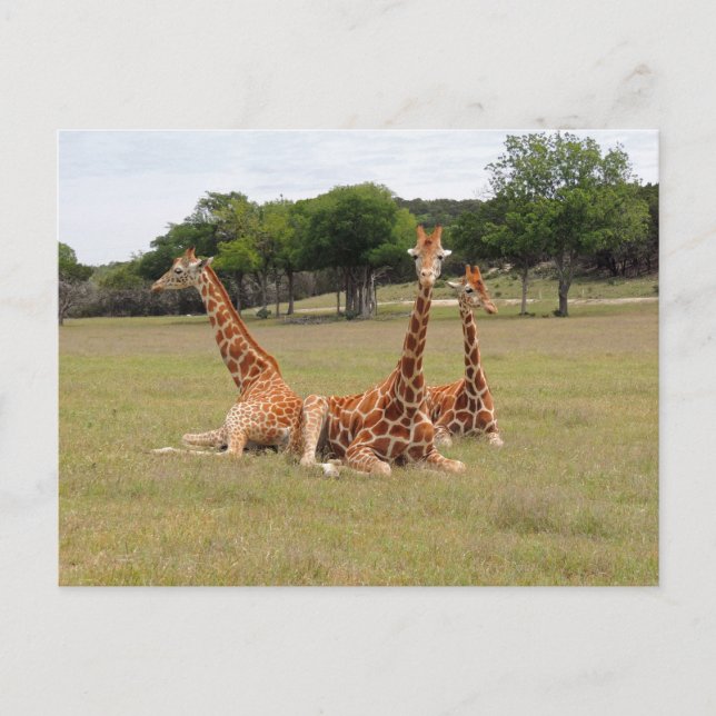 Giraff tre på den fossil- kanten vykort (Framsida)