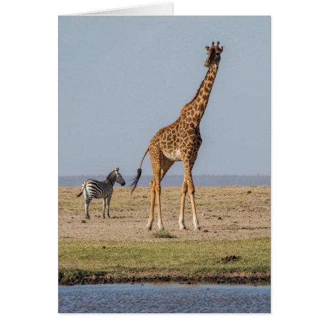 Giraff vid en vattenhål hälsningskort (Framsidan)
