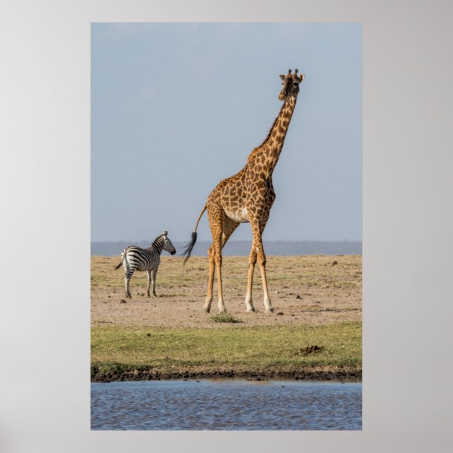 Giraff vid en vattenhål poster (Framsidan)