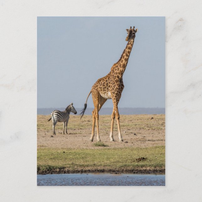 Giraff vid en vattenhål vykort (Framsida)