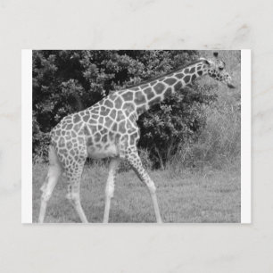 giraff vykort