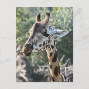 Giraff Vykort