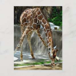 Giraff Vykort