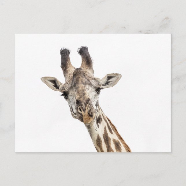 Giraff Vykort (Framsida)