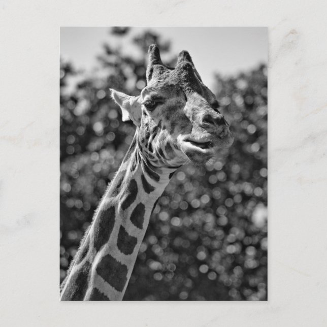Giraff Vykort (Framsida)