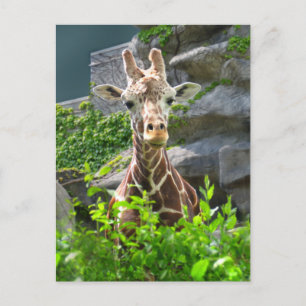 Giraff Vykort