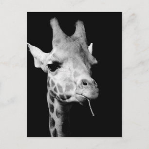 giraff vykort
